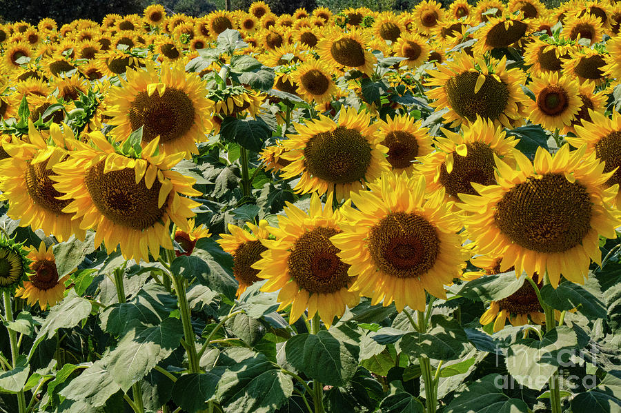 Turkish Sunflower Patch Photograph by Bob Phillips