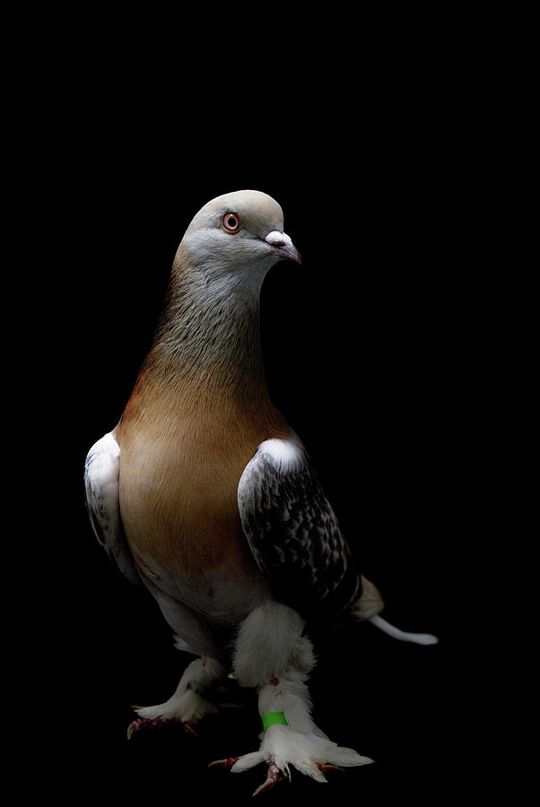 Turkish Takla Pigeon Photograph by Nathan Abbott