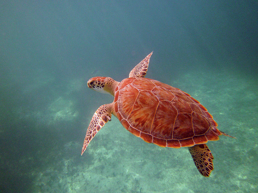 Turks and Caicos Green Sea Turtle on Grace Bay Photograph by Mitch ...