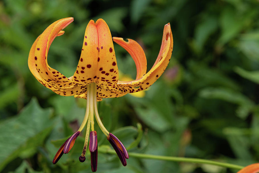 Turk's Cap Photograph by Allen Ott - Fine Art America