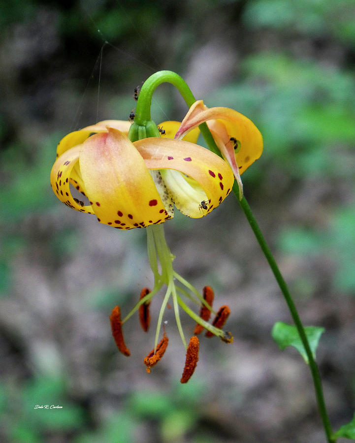 Turks Cap Lily Photograph by Dale R Carlson