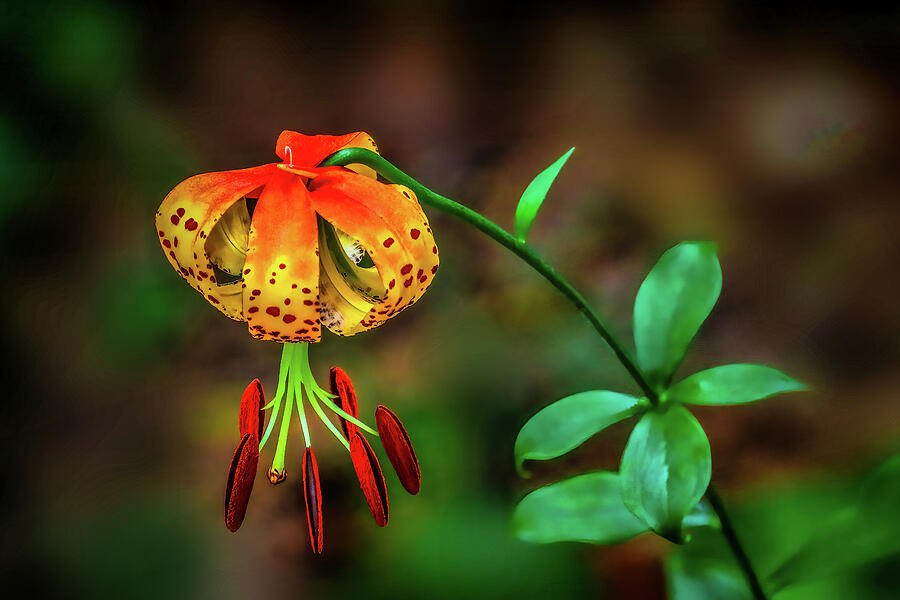 Turks Cap Lily Photograph by Shelia Hunt