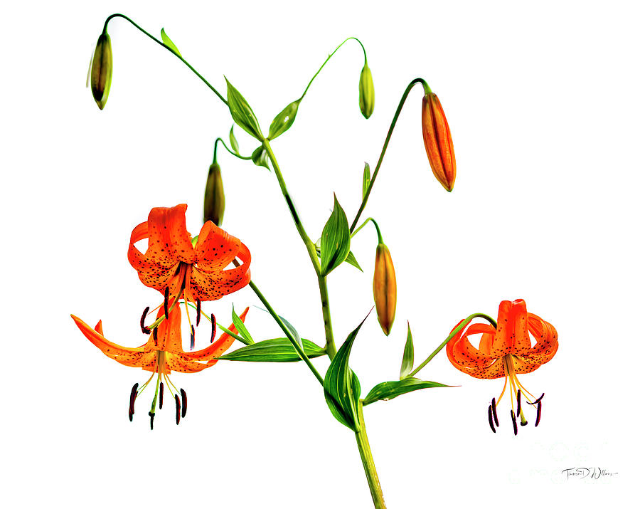 Turks -cap Lily Wildflower in the Smokies Photograph by Theresa D Williams