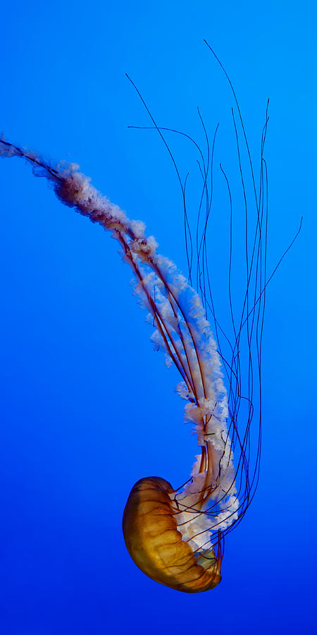 Turn Around - Sea Nettle Photograph by KJ Swan