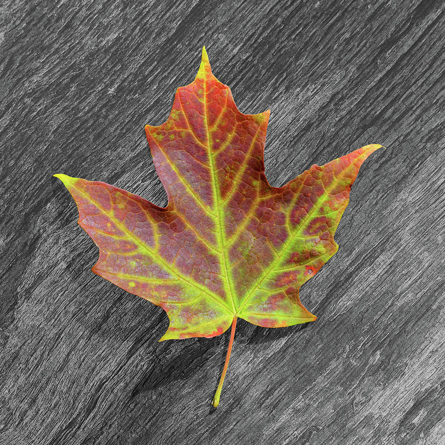 Turn Over A New Leaf II Photograph by Kathi Mirto