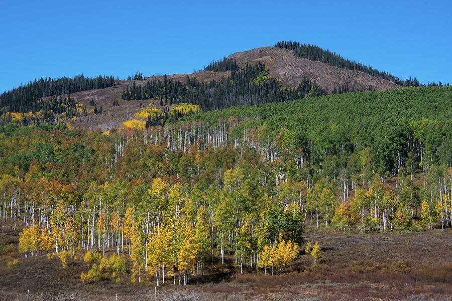 Turning Aspen Trees in Northern Colorado Photograph by Cascade Colors