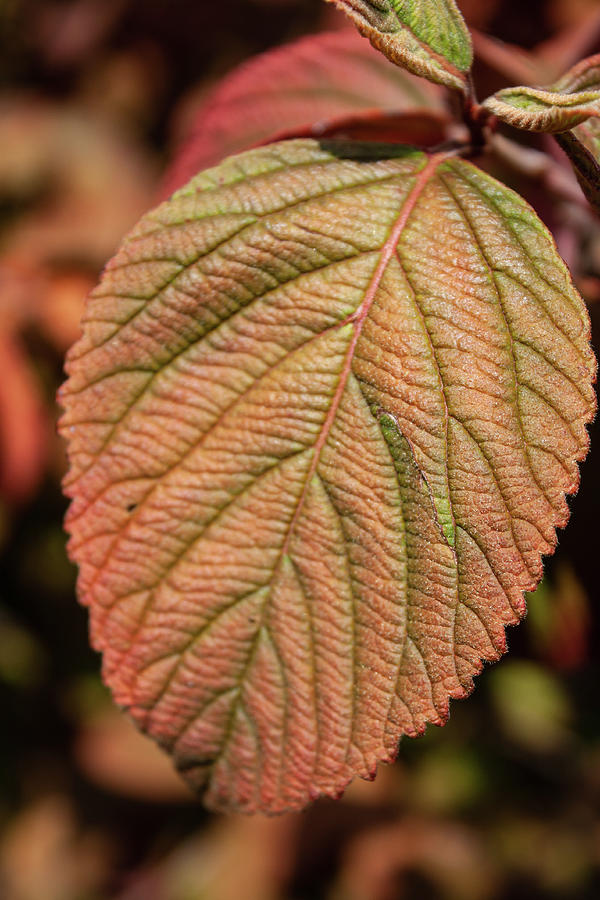 Turning Leaf Photograph