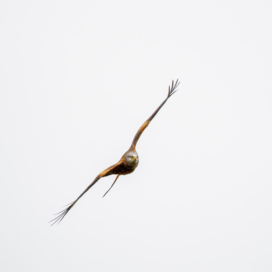 Turning Red Kite Photograph by Mark Hunter