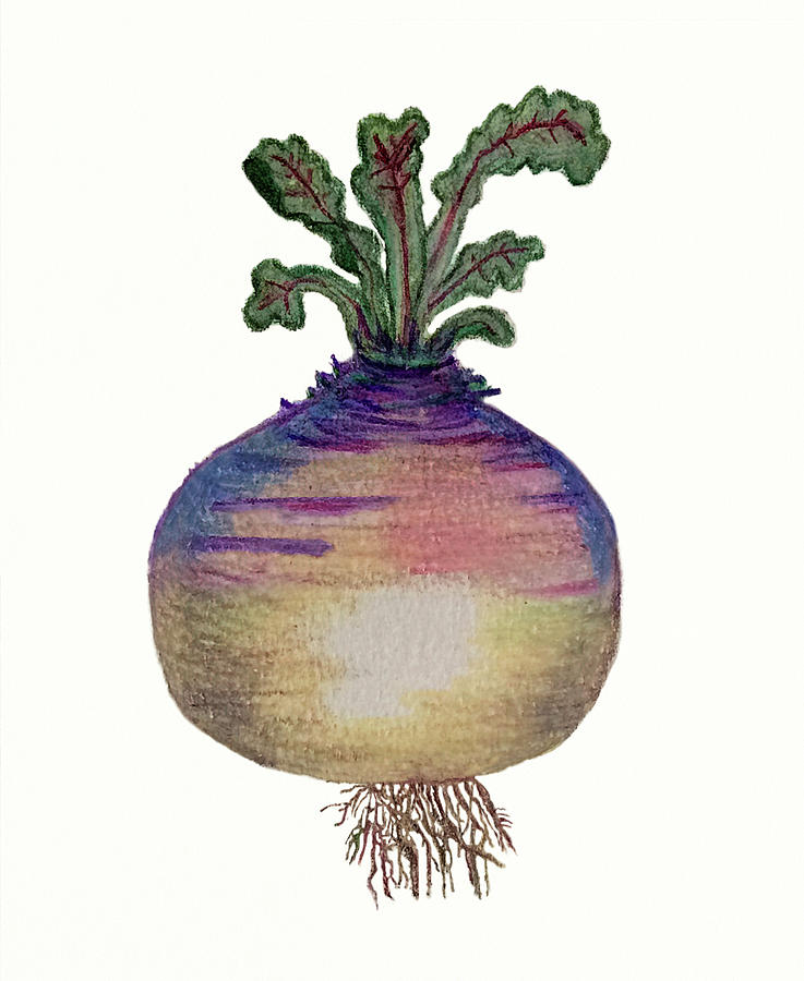 Turnip Painting by Deborah League