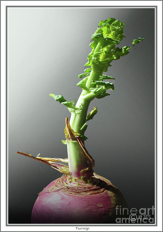 Turnip Photograph by Klaus Jaritz