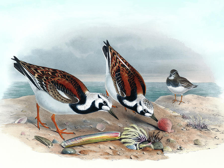 Turnstone Bird, Strepsilas Interpres, Antique Bird Print By Hc Richter, Birds Of Great Britain Painting