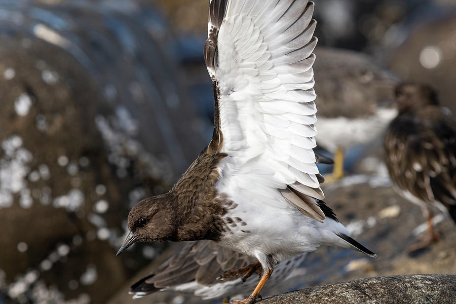 Turnstone Wings Photograph by Robert Potts