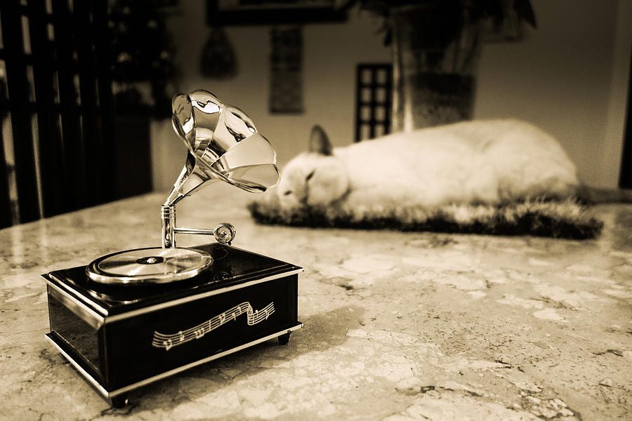 Turntable and the cat Photograph by Rafael Paulucci