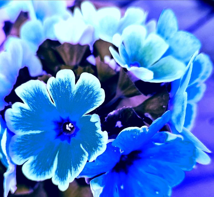 Turquoise Blooms Digital Art