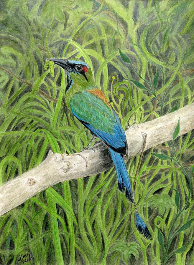 Turquoise-browed Motmot Painting by Tracy L Baker - Fine Art America