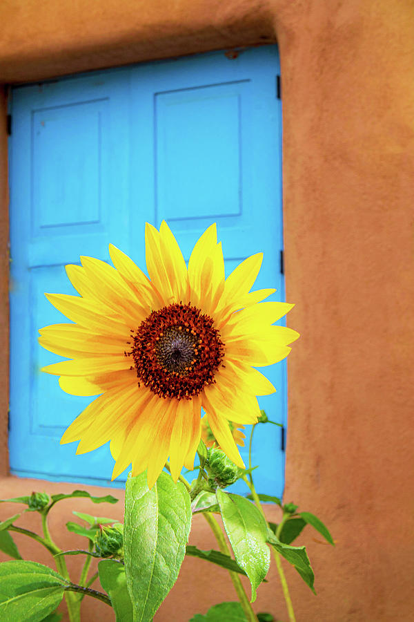 Turquoise doors and shutters and sunflowers only in New Mexico Photograph by Elijah Rael