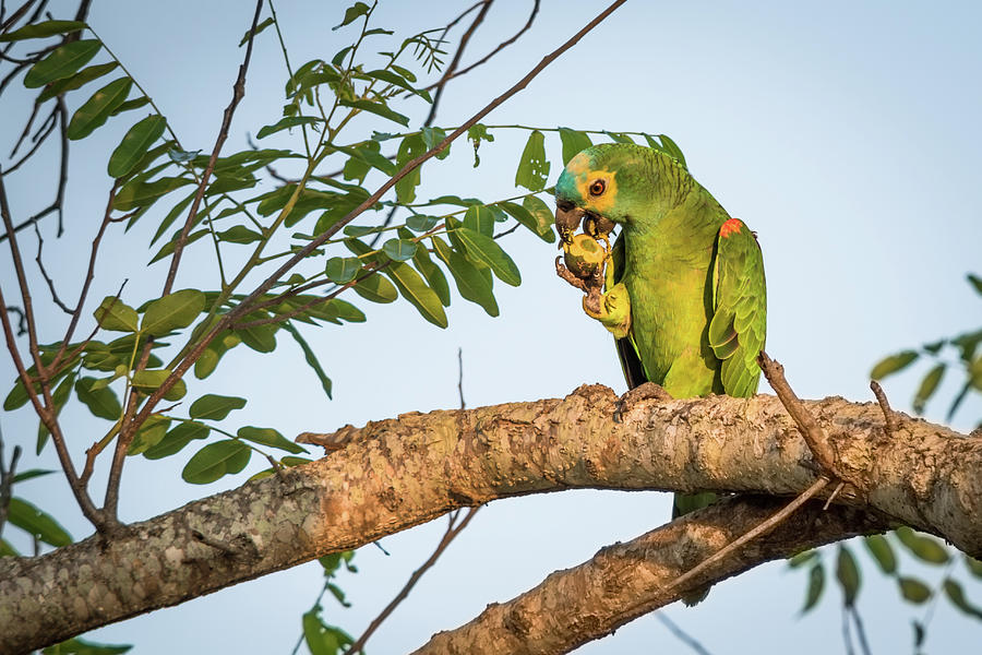 Turquoise-fronted Amazon Parrot Photograph by Linda Villers