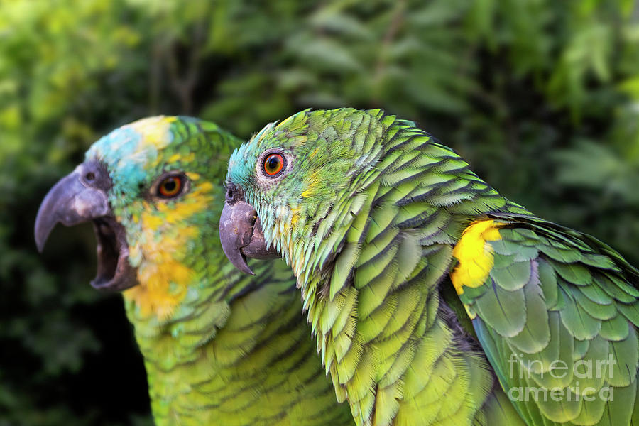 Turquoise-Fronted Amazon Parrots Photograph by Arterra Picture Library