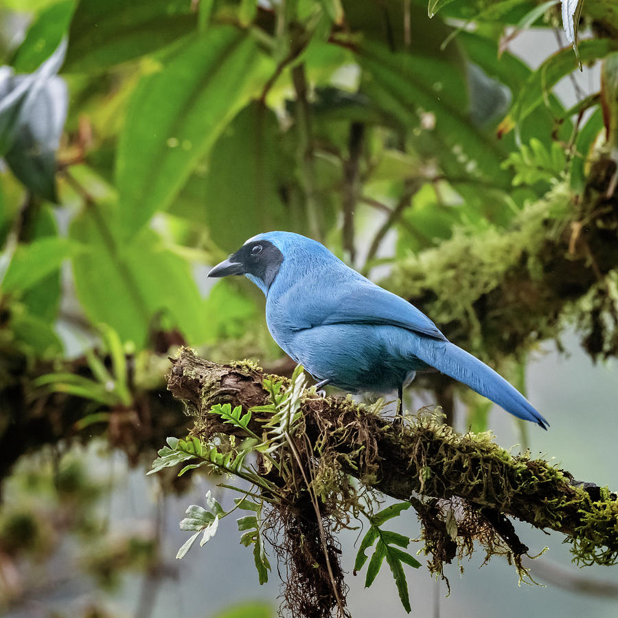 Turquoise Jay Ecuador Photograph by Joan Carroll