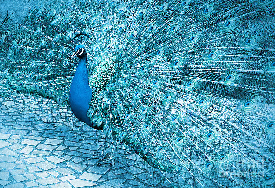 Turquoise Love Peacock Photograph