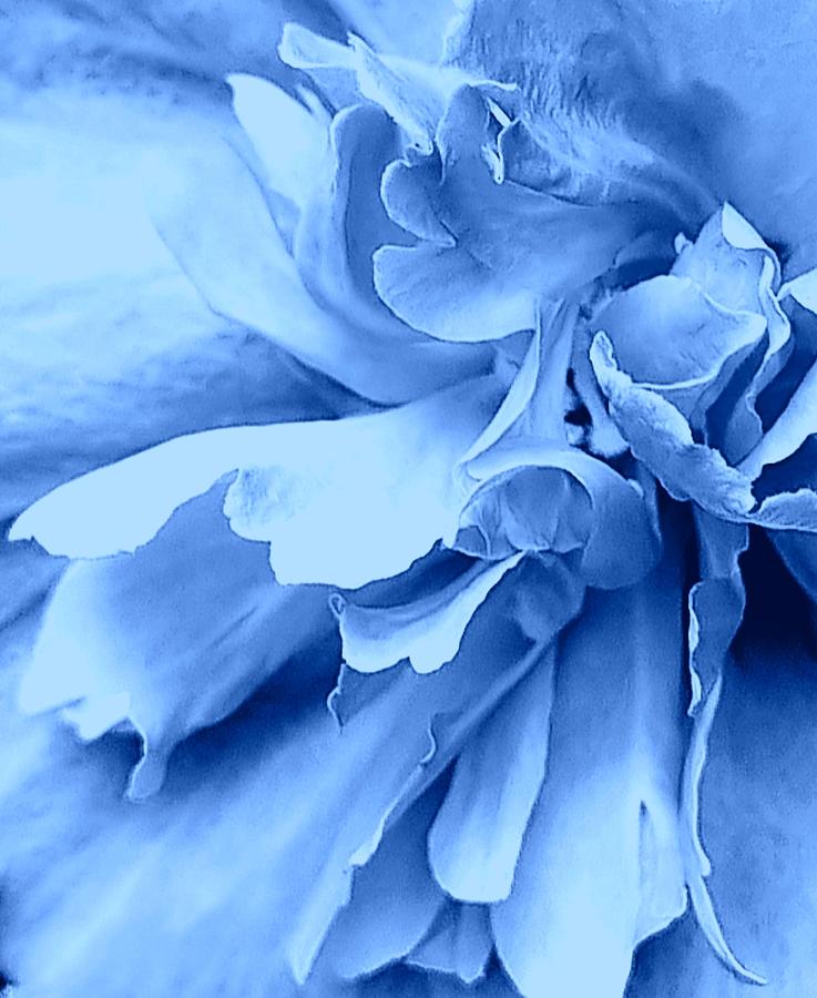 Turquoise Macro Flower Digital Art by Loraine Yaffe