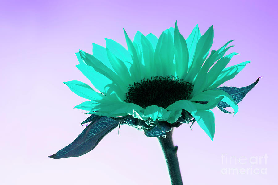 Turquoise Sunflower ART Photograph by Renee Spade Photography