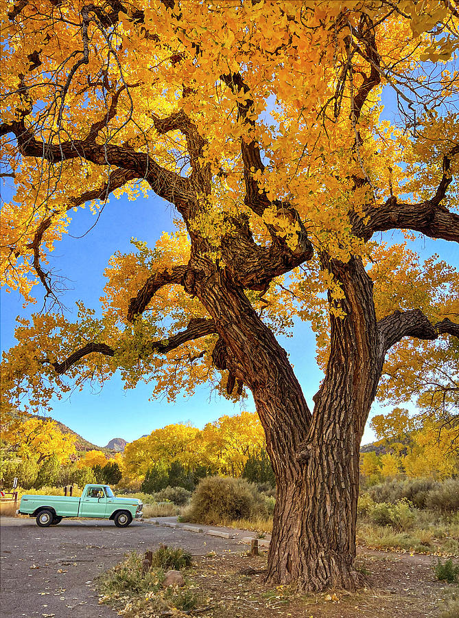 Turquoise Truck and Cottonwood New Mexico Photograph by Mary Lee Dereske
