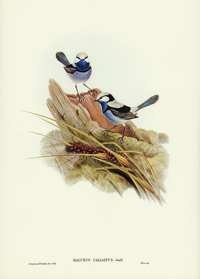 Turquoisine Superb Warbler. Fairy Wren Mixed Media by World Art Collective