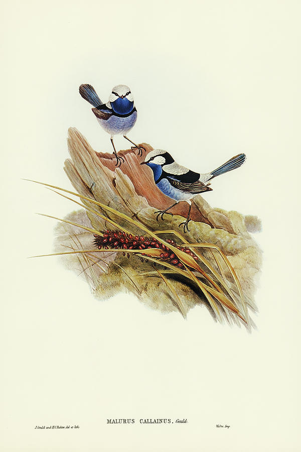 John Gould Drawing - Turquoisine Superb Warbler, Malurus callainus by John Gould