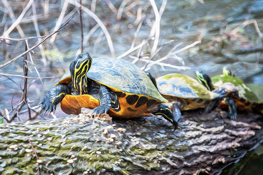Turtle-1 Photograph by John Kirkland