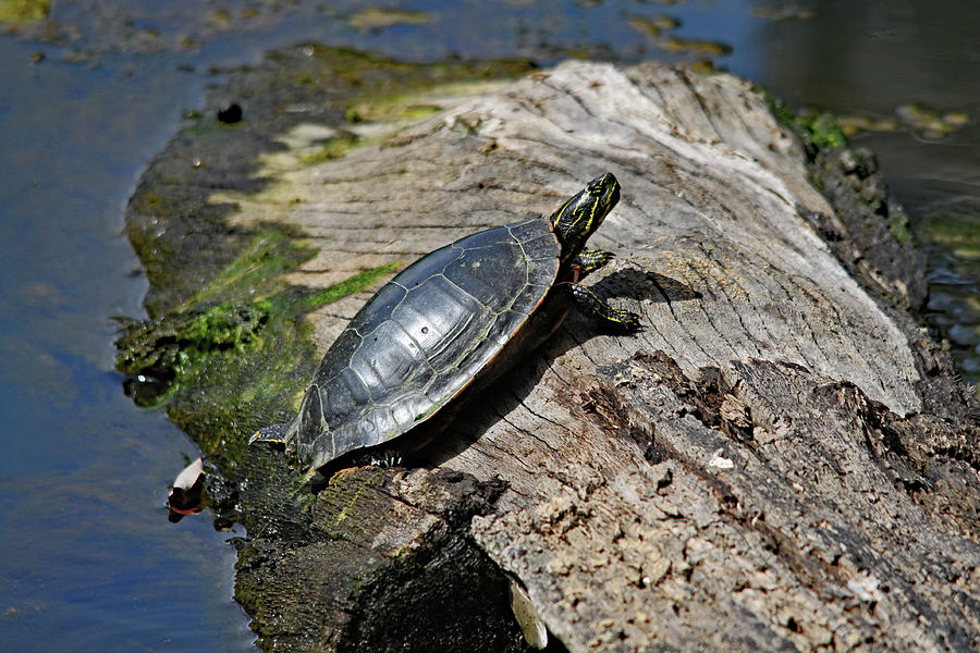 Turtle #3 Photograph by RC Photo - Fine Art America