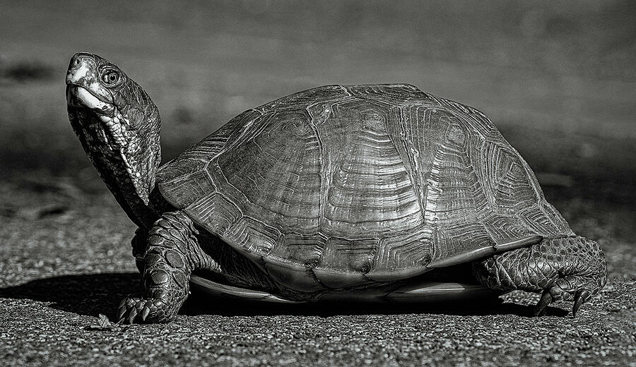 Turtle along Arcadia trail working Photograph by John Schultz - Pixels