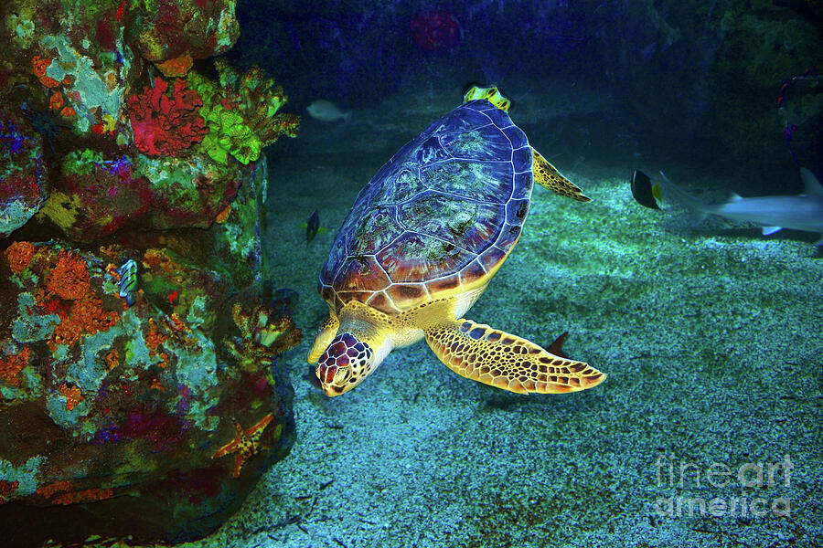 Nature Photograph - Turtle and coral by Savannah Gibbs