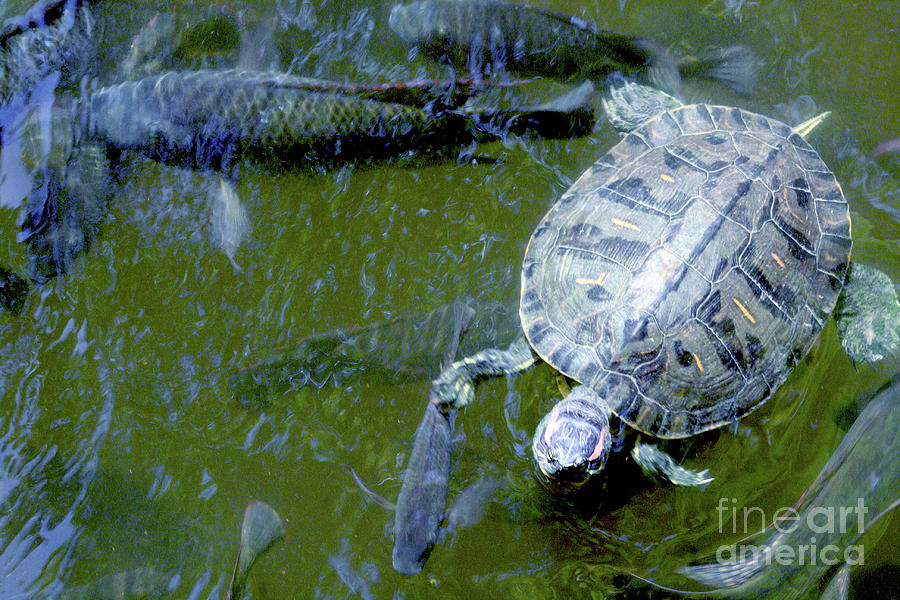Turtle and Fishes Photograph by Mary Mikawoz