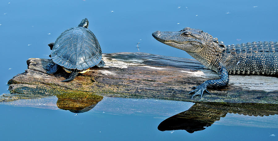 Turtle and Gator Share a Log Photograph by WAZgriffin Digital
