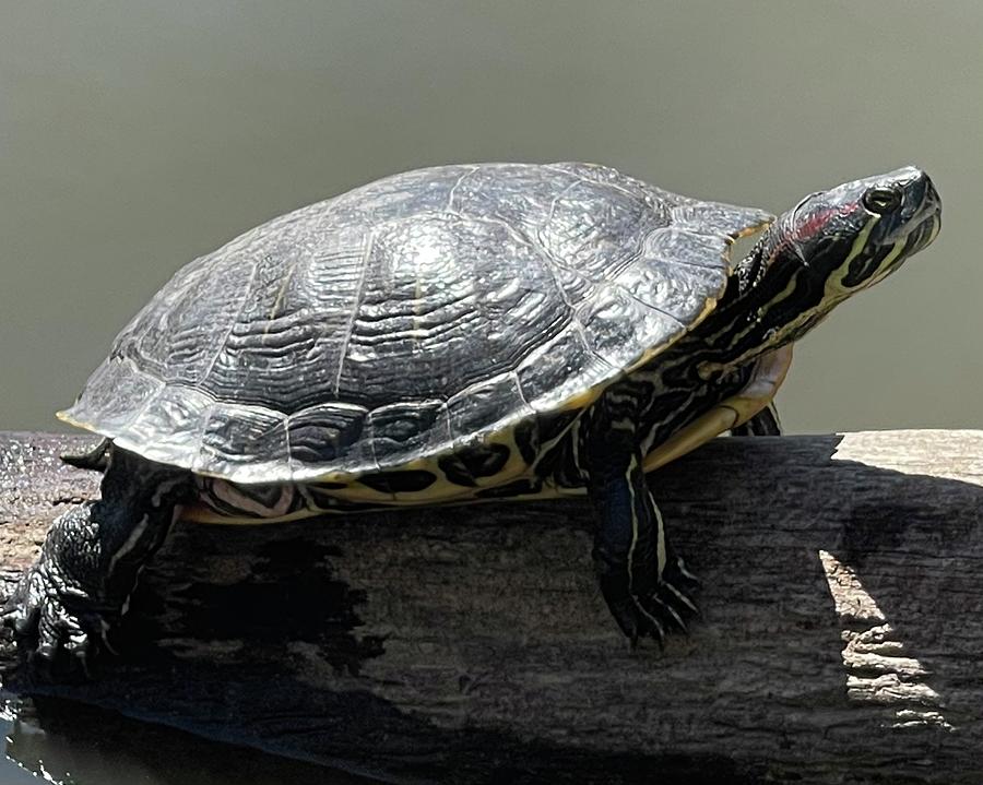 Turtle Photograph By Andrea Searle - Fine Art America