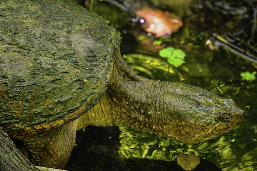 Turtle At Beaver Marsh Cvnp Photograph By Adam Modena 