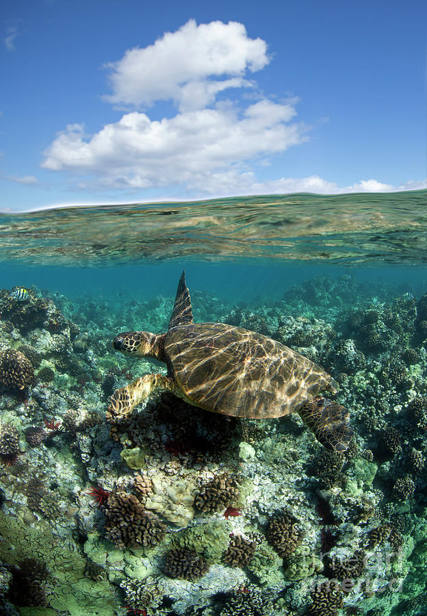 Turtle At Five Graves Photograph by David Olsen