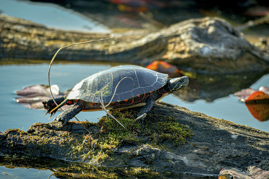 Turtle Balancing at Beaver Marsh CVNP Photograph by Adam Modena - Fine ...