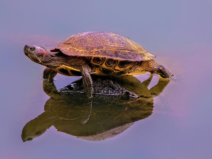 Turtle Balancing On Submerged Rock Photograph by Gary Slawsky