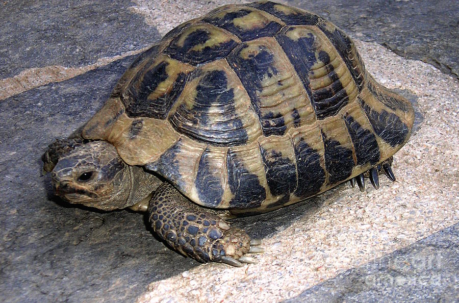 Turtle Photograph by Birgit Moldenhauer - Fine Art America