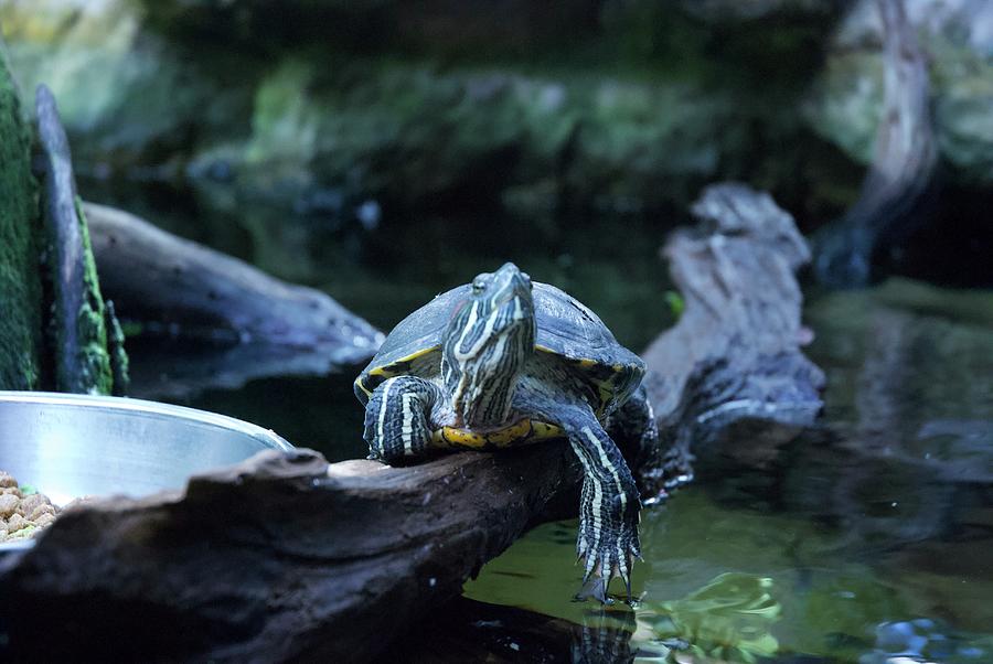 Turtle chilling Photograph by Miriam Cobos - Fine Art America