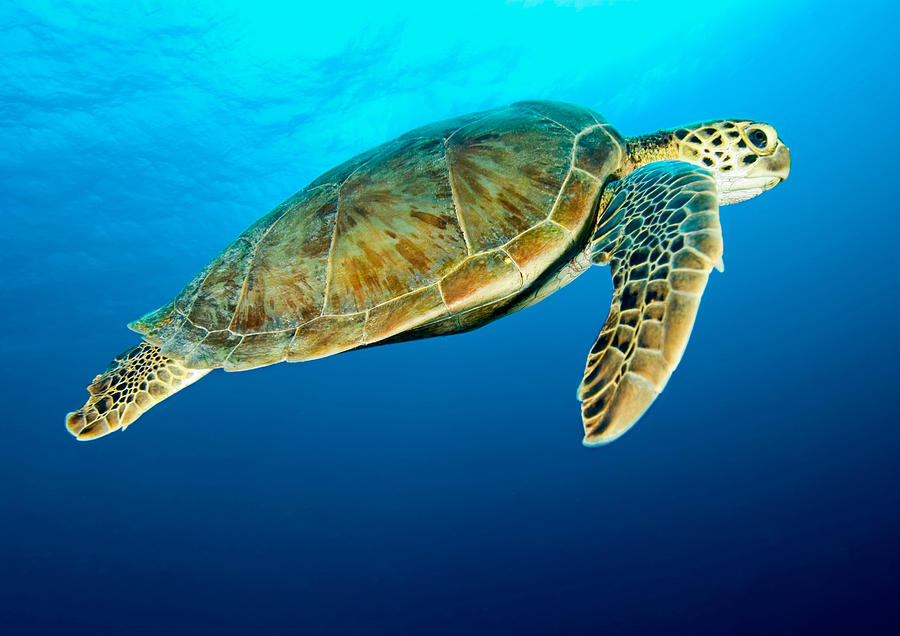 Turtle Photograph by Copyright Michael Gerber