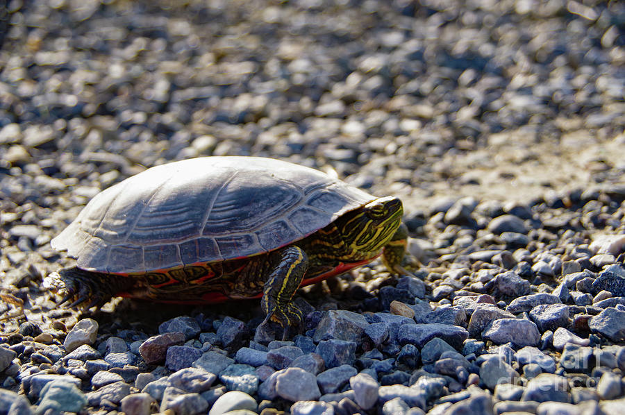 Turtle Crossing Photograph