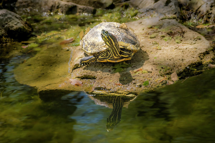 Turtle Enjoying the Sunshine Photograph by Debra Martz