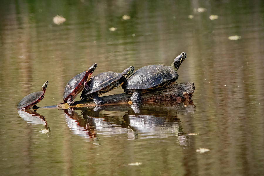 Nature Photograph - Turtle Family Conga Line by Ira Marcus