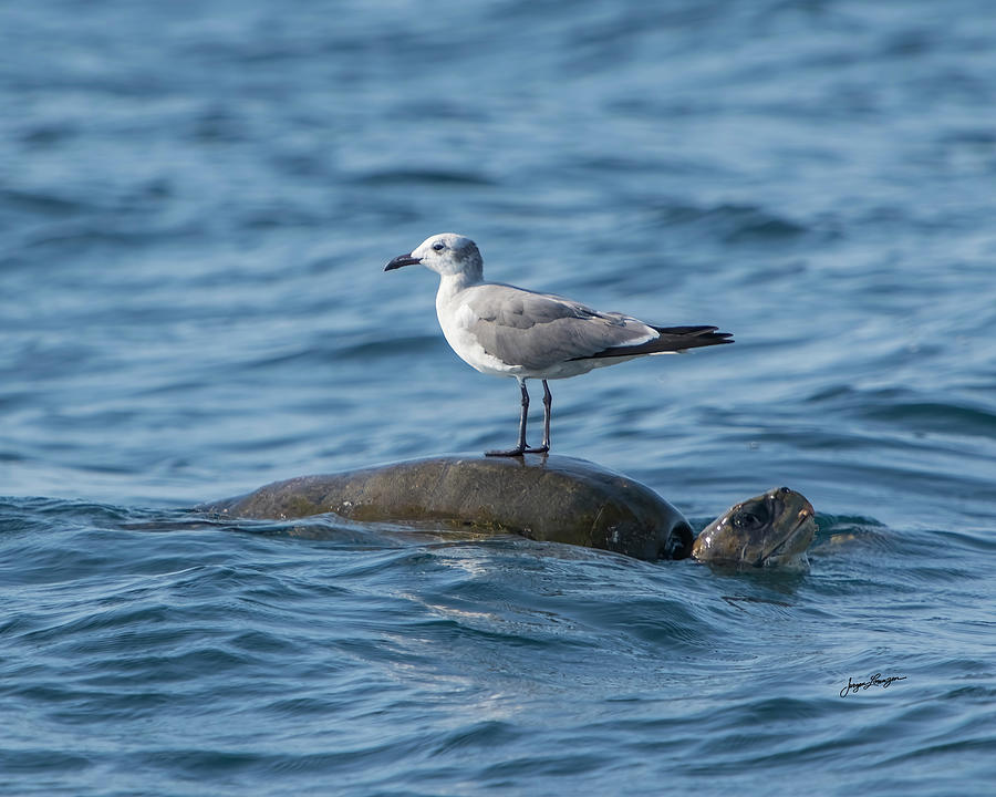 Turtle Ferry Photograph by Jurgen Lorenzen