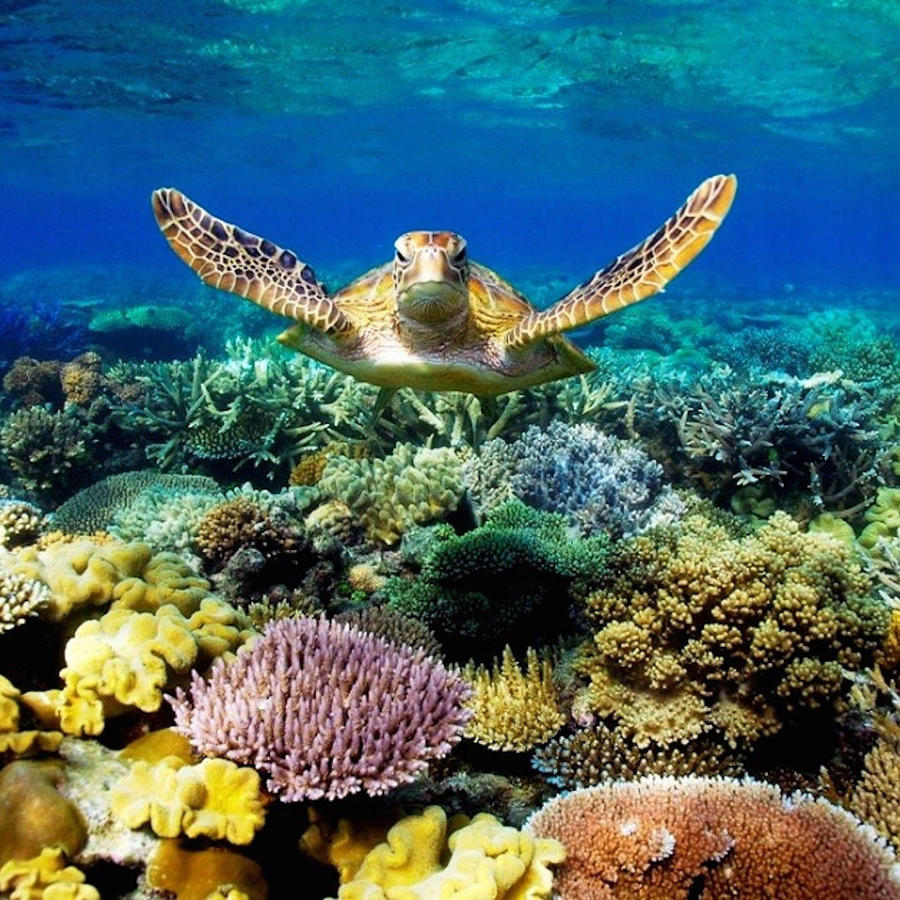 Turtle Gliding Over Great Barrier Reef Photograph by World Art Collective