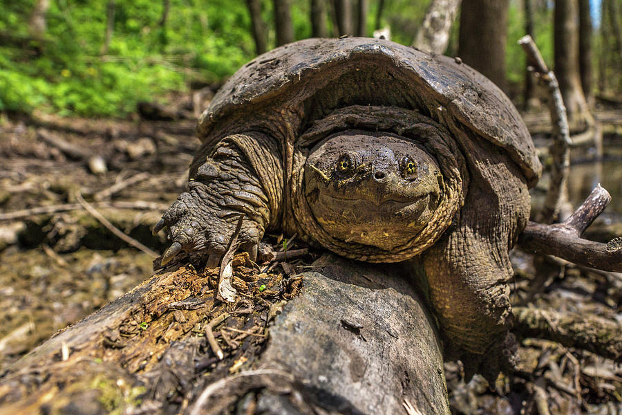 Turtle Happy Photograph by Bill Pevlor