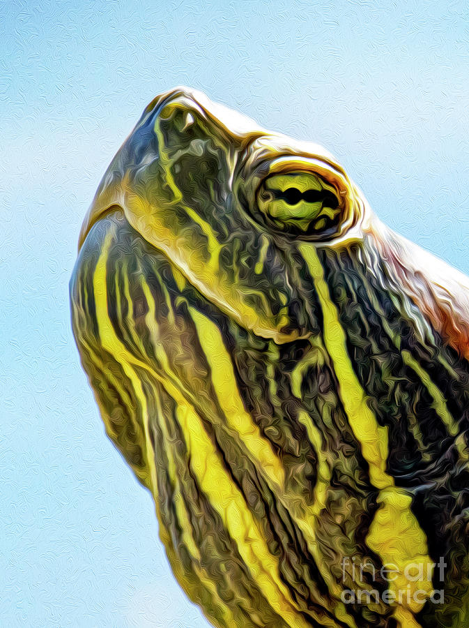 Turtle Head : Detail Of Turtle Head Stock Image Image Of Macro Head 130595801 : The player takes on the role of the character harriet, who is one of the three students that.